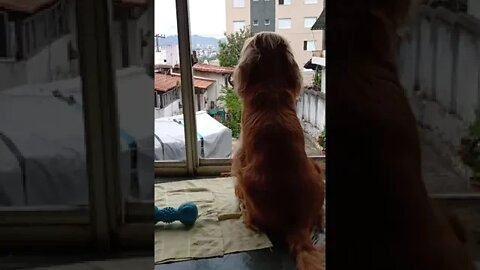 #dogshow , #animals , #dogs , #shorts