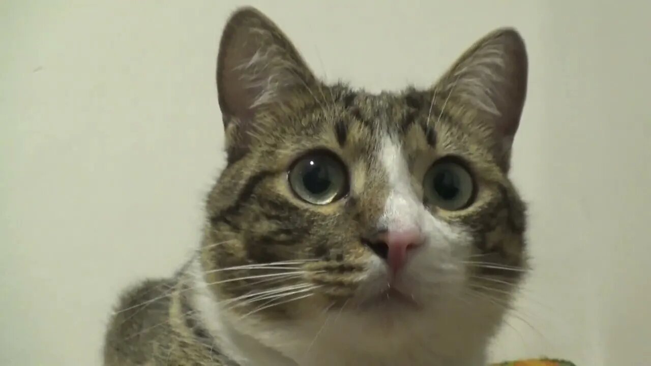 A Very Attentive Cat