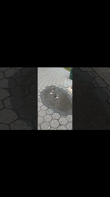 Birds in NYC #birds #bird #nyc #Brooklyn #nature #pigeons #newyorkcity #crownheights #bk #animals #1