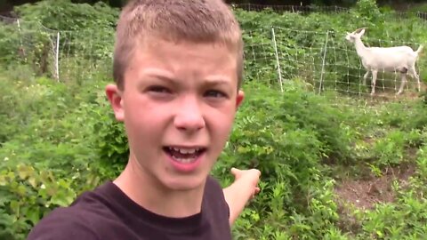 12 year old moves Premier 1 electric fence to high brush area