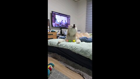 Husky's crying to keep his toys from being stolen. Howling