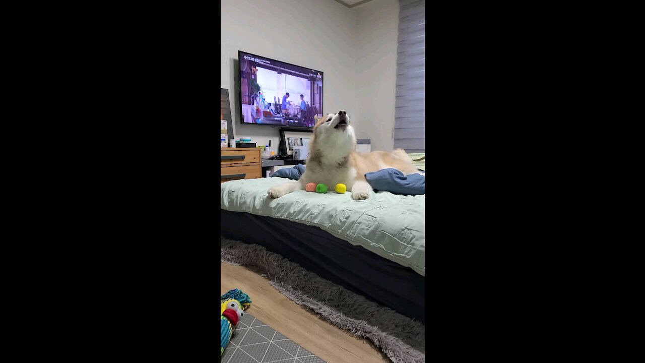 Husky's crying to keep his toys from being stolen. Howling