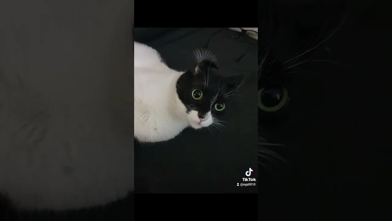 #zorro #derp #cat #cow #moo #cute #jmek #caras #kitty #prettykitty #jmekkitty