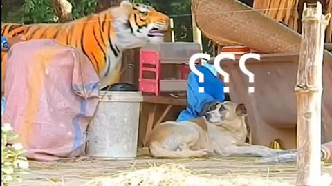 Tiger prank on Dog funny reaction