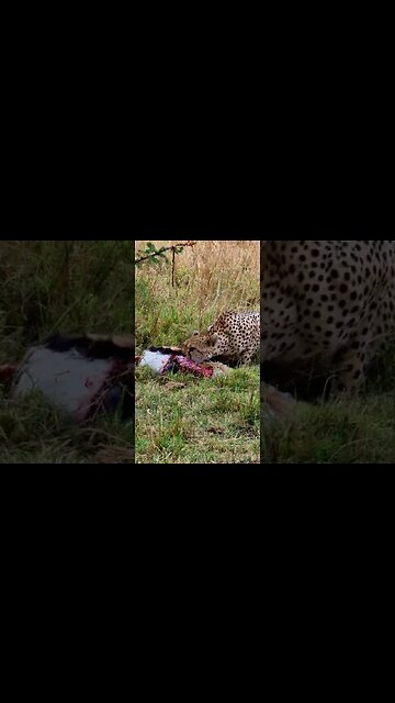 Cheetah Chomping A Gazelle #shorts
