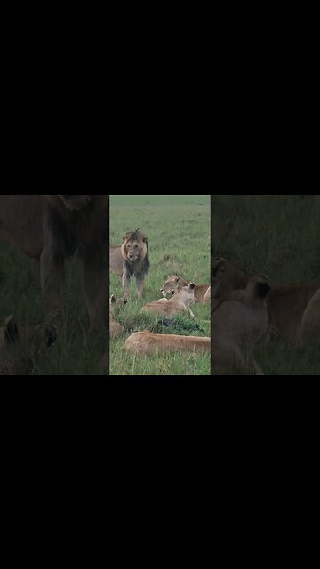 Wildlife Sightings Today 04/04/23 (Lions, etc) | Lalashe Maasai Mara | #shorts | #ShortsAfrica