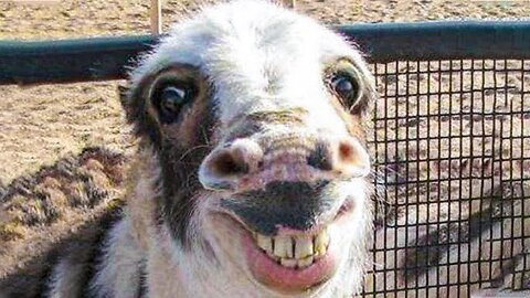 🫶💥Cute animals funny time 😂