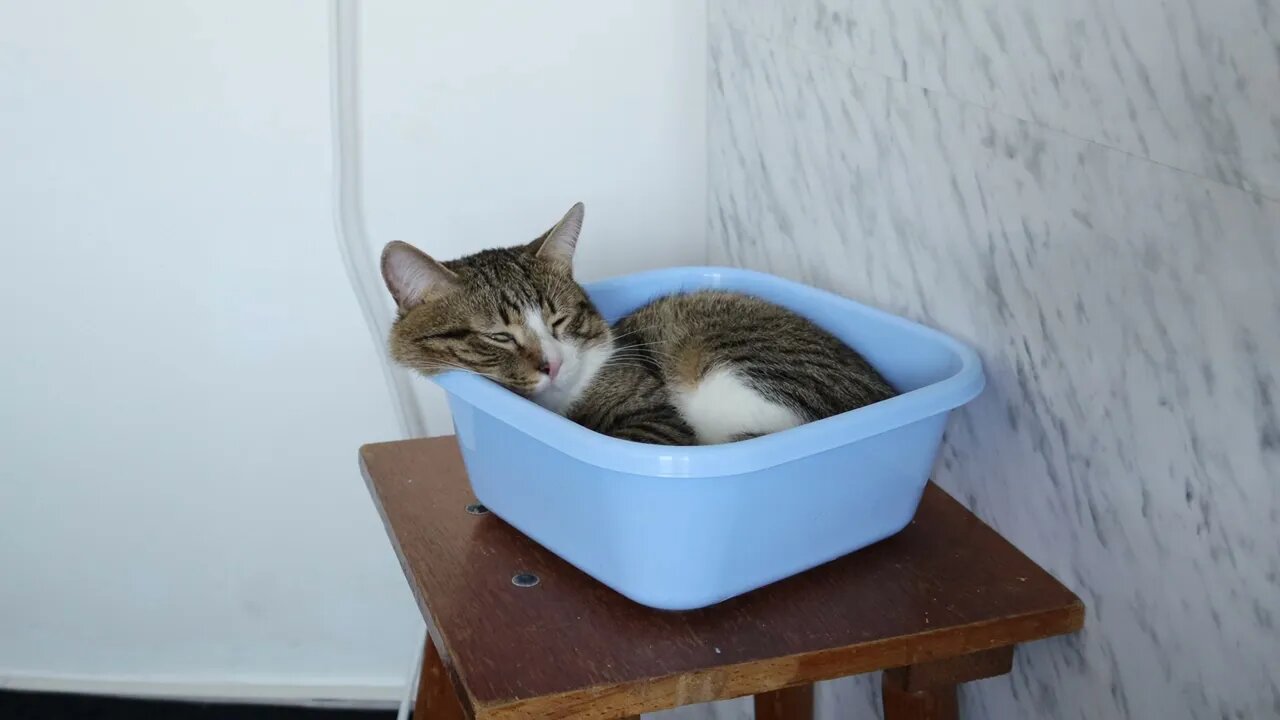 This Is How Cool Cats Sit on Chairs