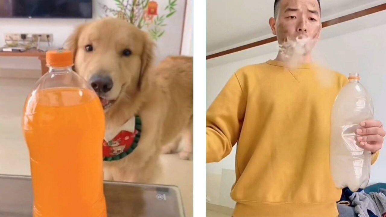 Funny videos of dogs with man