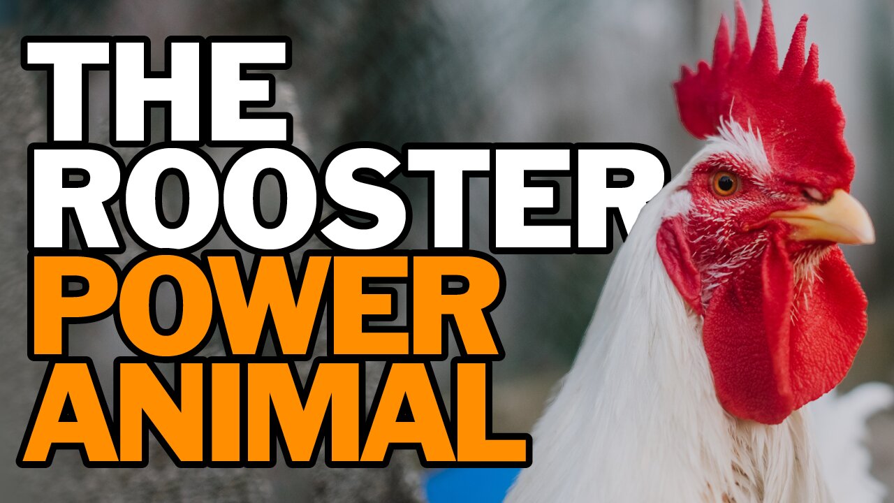 The Rooster Power Animal