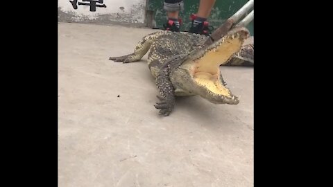 HOW TO CATCHES CROCODILE