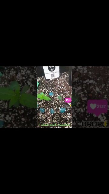 1 WHILE WEEK DONE auto flower grow seed to harvest