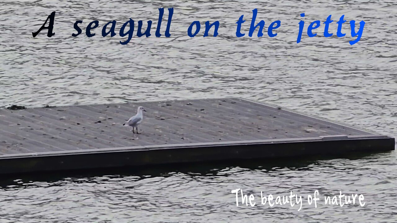 A seagull on the jetty / A very beautiful bird on the water.