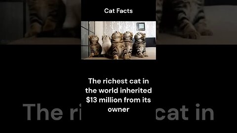 Cat Facts #shorts #youtubeshorts #cat #facts #Humor