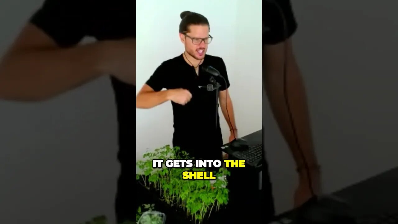 Secret Weapon to Protect your Moringa Trees from Insects and Pests