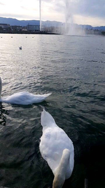 White bird enjoy lake in Switzerland