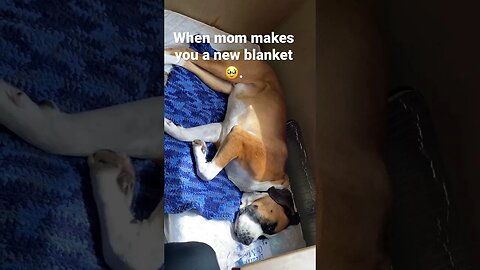 Made Clyde a new blanket. I love that he appreciates it it 🥹. #doglove #respect #grateful #love