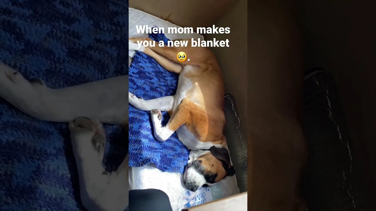 Made Clyde a new blanket. I love that he appreciates it it 🥹. #doglove #respect #grateful #love