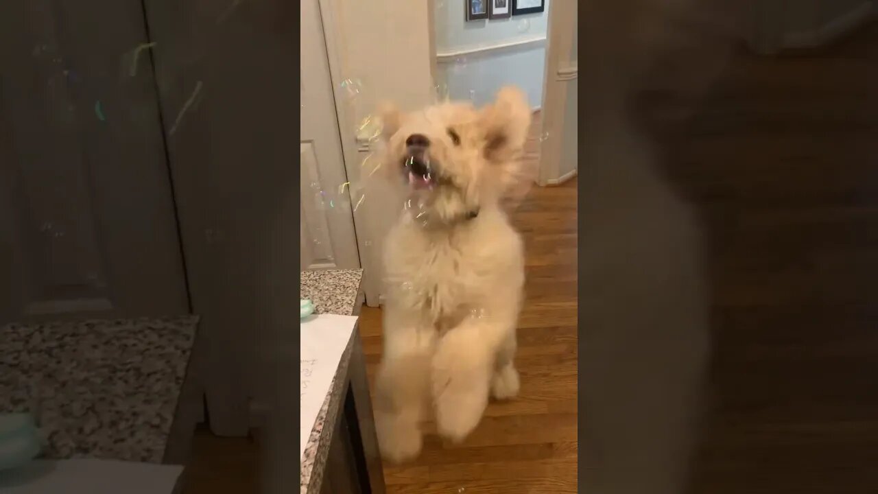 He Goes Crazy When He See’s Bubbles