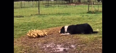 Border Collie herding Ducklings