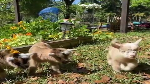 flock of cute kid goats