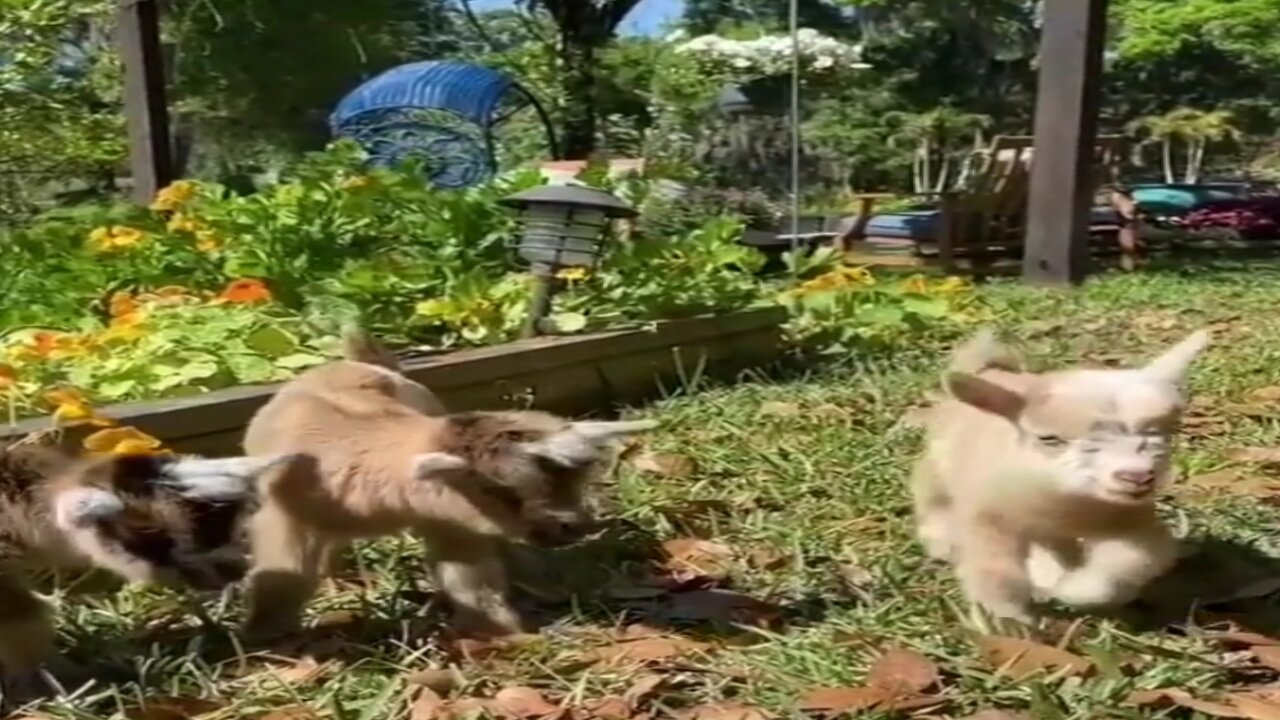 flock of cute kid goats