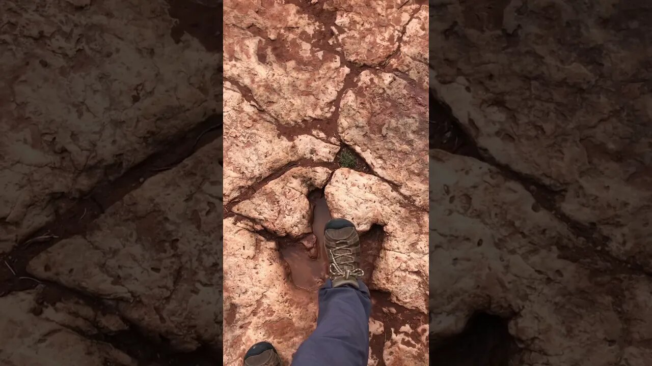 Real Dinosaur Tracks Outside Zion National Park🦖🦕 #short #shorts