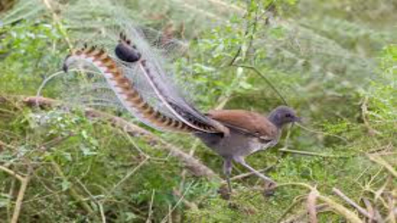 "The Elusive Mimic: Chasing the Feathers of the Superb Lyrebird in the Bush of Coalville"