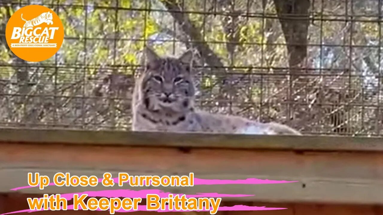 Big Cat Rescue LIVE Q&A with Brittany at Big Cat Rescue 01 18 2023