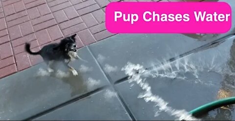 The funniest and most hilarious ANIMAL Pup Chases Water