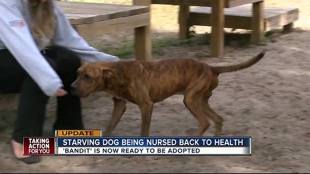 Starving dog being nursed back to health