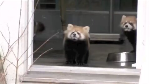 most adorable red panda cutest compilation