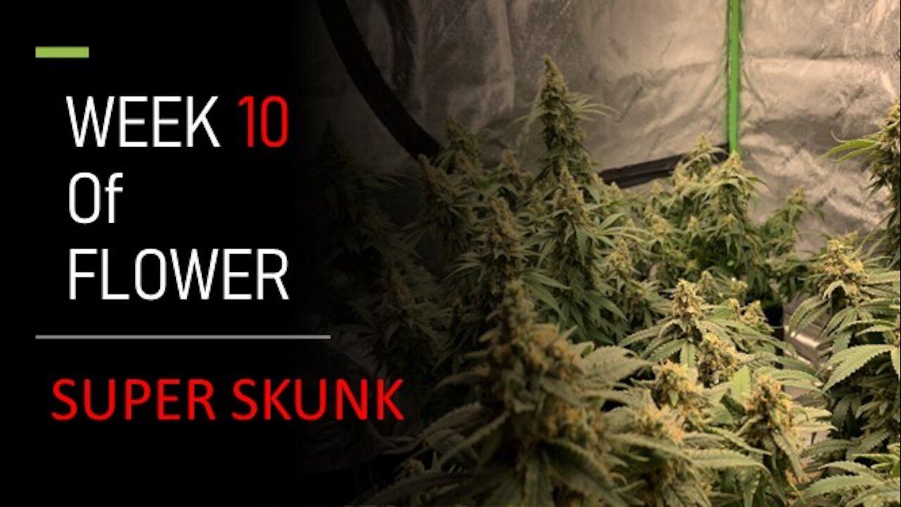 Starting Week 10 Of Flower Of Super Skunk