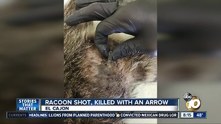 Raccoon shot, killed with an arrow