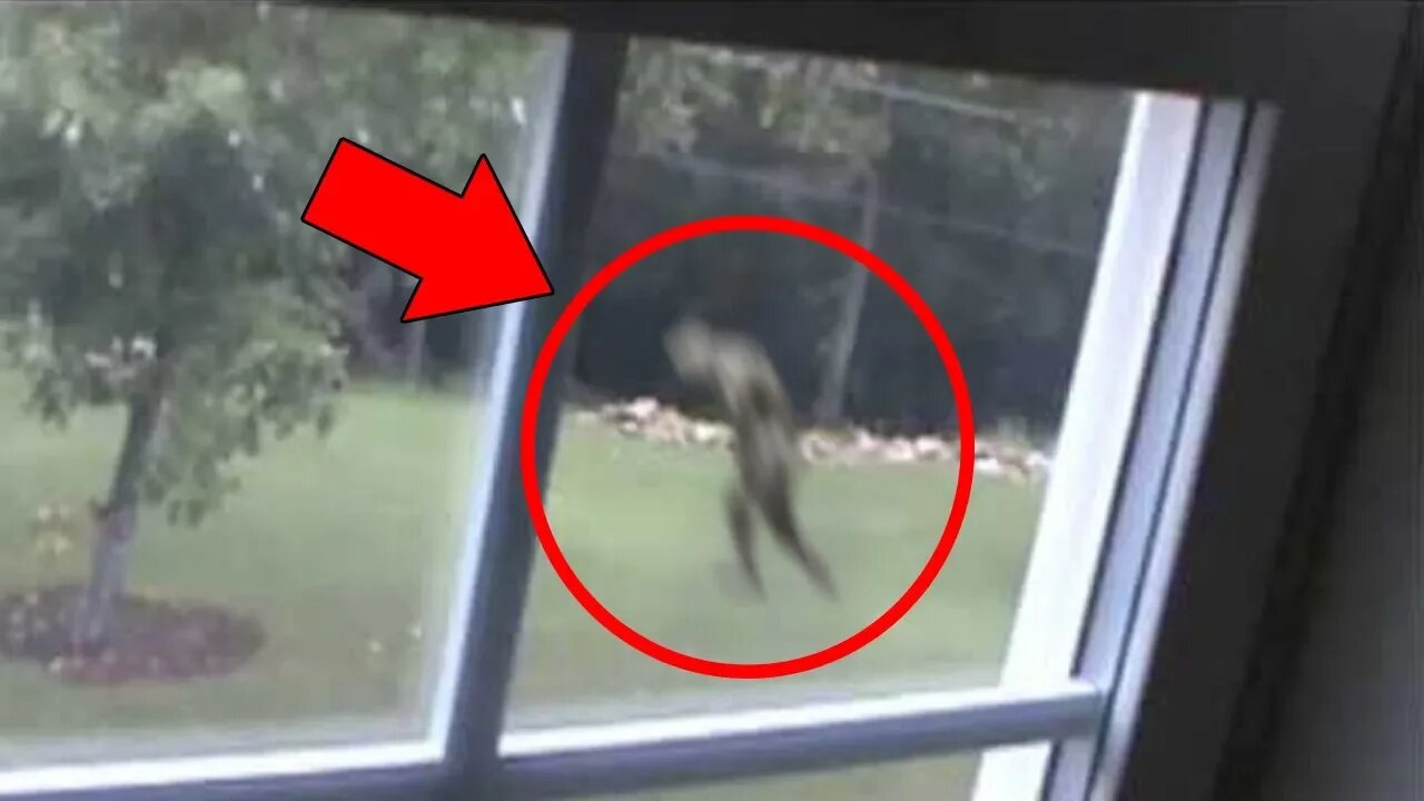 5 Mysterious Creatures Caught on Tape ꞉ Top 5 STRANGE Creatures