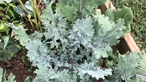 Lazy Sunday Garden Tour and Harvest