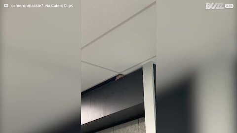 Gambá adorável aparece no teto de uma universidade