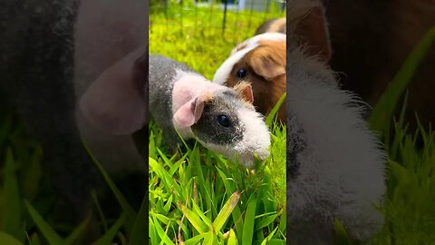 Summertime with Skinny Pigs and Guinea Pigs! ☀️