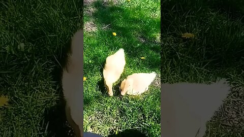 my ducks learning to forage