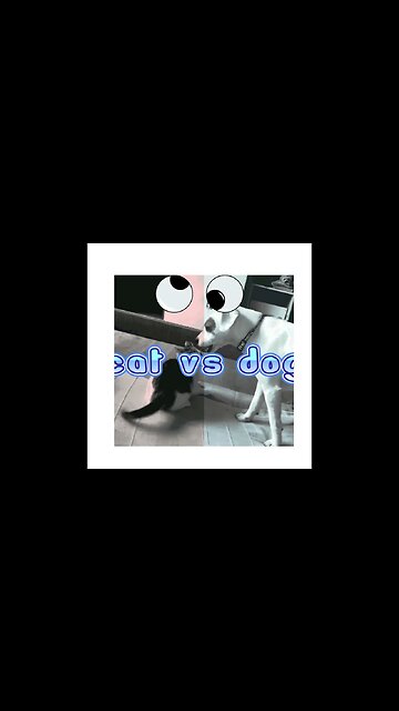 CAT VS DOG | SHORTS VIDEO
