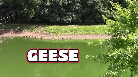 Geese,Cicadas And Fire Trucks! 🌞🐦