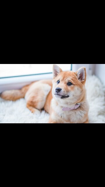 Funniest Dog videos compilation 🤣 will make you LOL | FUNNY DOG Videos