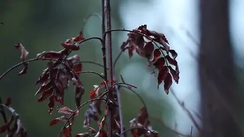 Comfy Outback camping in the rain 01 1080P HD Good news for insomniacs!! Camping outdoors in the rai