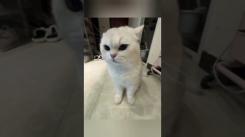 The cutest and funniest cat videos!