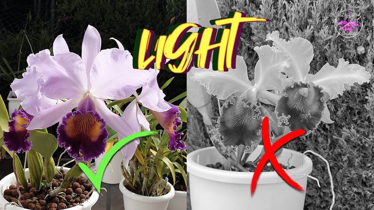 Orchid Bloom Problems | Understanding the Impact of Light and Temperature #ninjaorchids