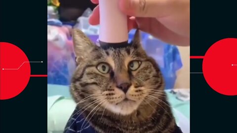 😽Daily dose of funny cats😼 or 4 minutes of good mood🤪 Don't try to hold back your laughter😹