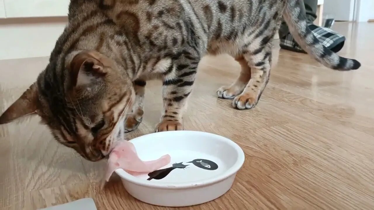 Ham for a good boy 🐆