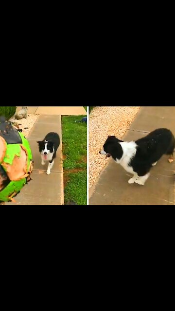 Dog staring directly at the soccer ball