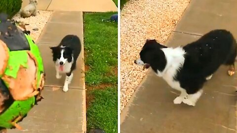 Dog staring directly at the soccer ball