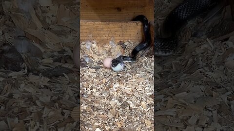 Snake 🐍 eats chicken 🐓 egg 🥚 part 2 #homesteading #garden #animal #pigs #vegetablegarden